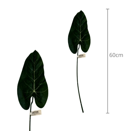 Foglia calla  60cm, 12pz.
