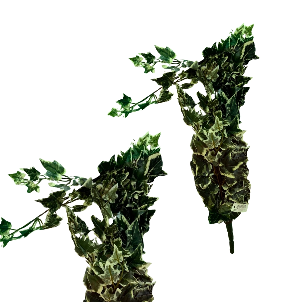 Fascio edera cadente variegata, 1pz.